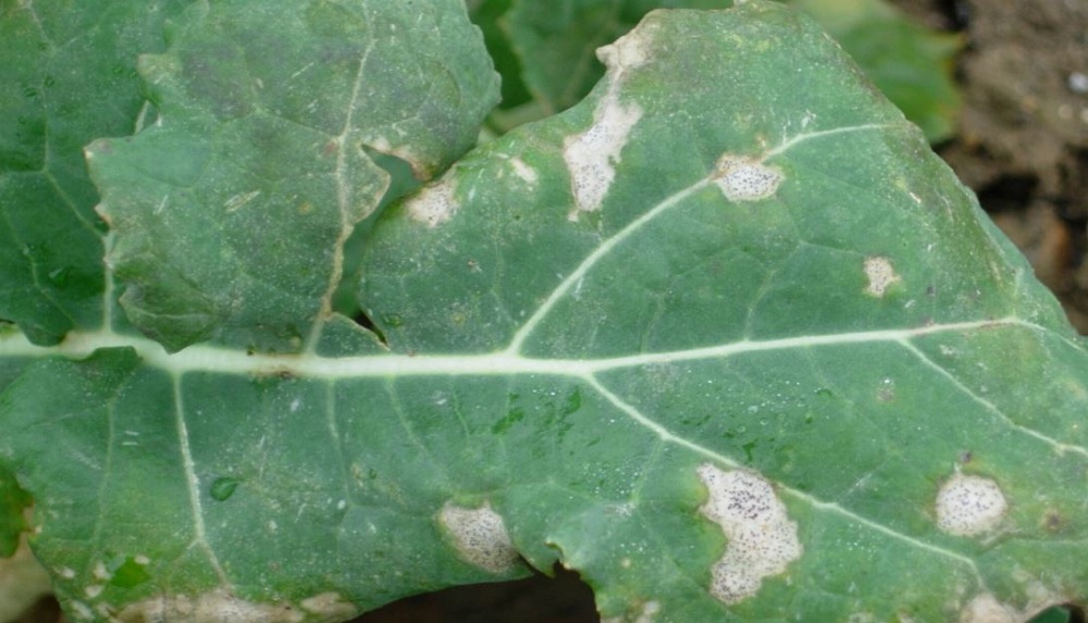 Phoma leaf spot symptoms on an oilseed rape leaf
